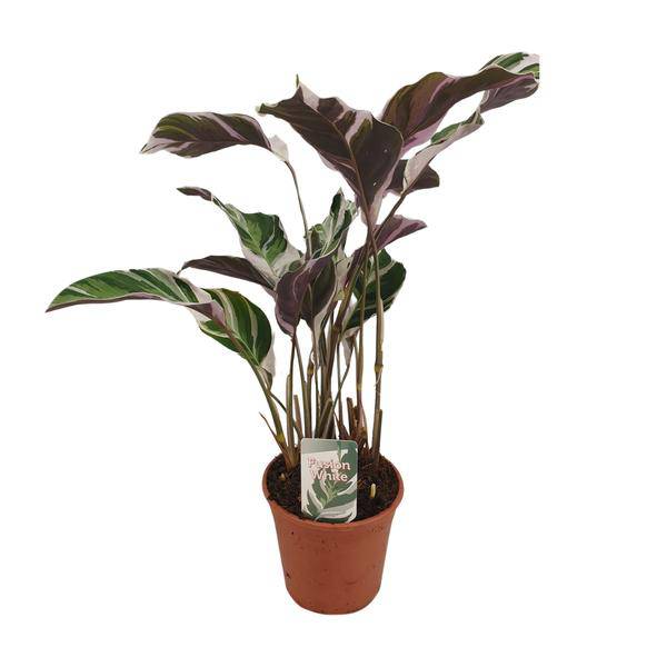 Calathea Fusion White Zimmerpflanze Ø14cm ↕40cm – pflegeleichte Grünpflanze für Wohnzimmer, Büro & helle Standorte kaufen