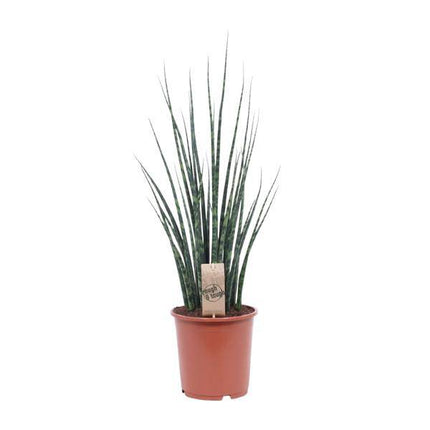 Bogenhanf – Sansevieria Fernwood Mikado – Zimmerpflanze – Ø19cm – ↕80cm – Schwiegermutterzunge – pflegeleicht & luftreinigend – elegante Schlangenpflanze für Zuhause & Büro