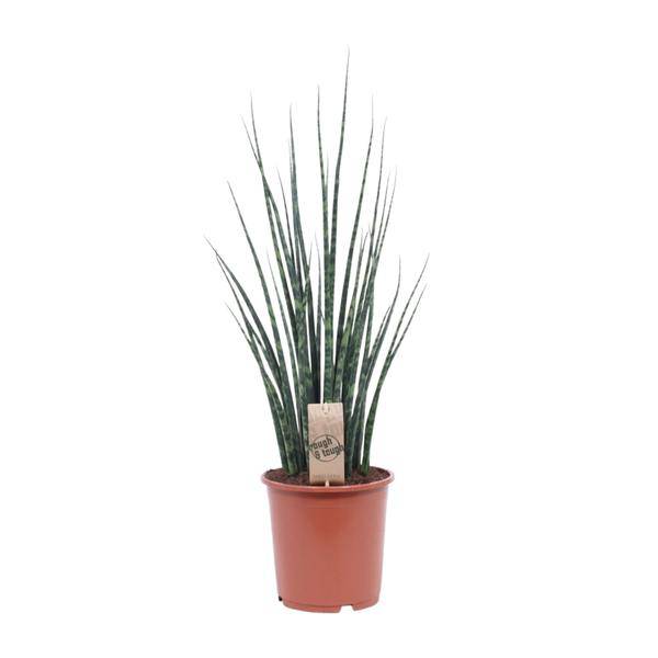 Bogenhanf – Sansevieria Fernwood Mikado – Zimmerpflanze – Ø19cm – ↕80cm – Schwiegermutterzunge – pflegeleicht & luftreinigend – elegante Schlangenpflanze für Zuhause & Büro