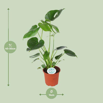 Köstliches Fensterblatt – Monstera Deliciosa – Zimmerpflanze – Ø14cm – ca. 45cm hoch – Schweizer Käsepflanze mit großen Blättern – pflegeleichte luftreinigende Dschungelpflanze