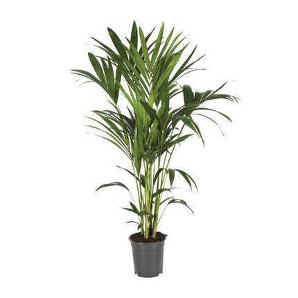 Kentiapalme – Howea Forsteriana – Zimmerpflanze – Ø21cm – ↕120cm – Elegante & pflegeleichte Grünpflanze – Tropische Palme für Wohnzimmer & Büro