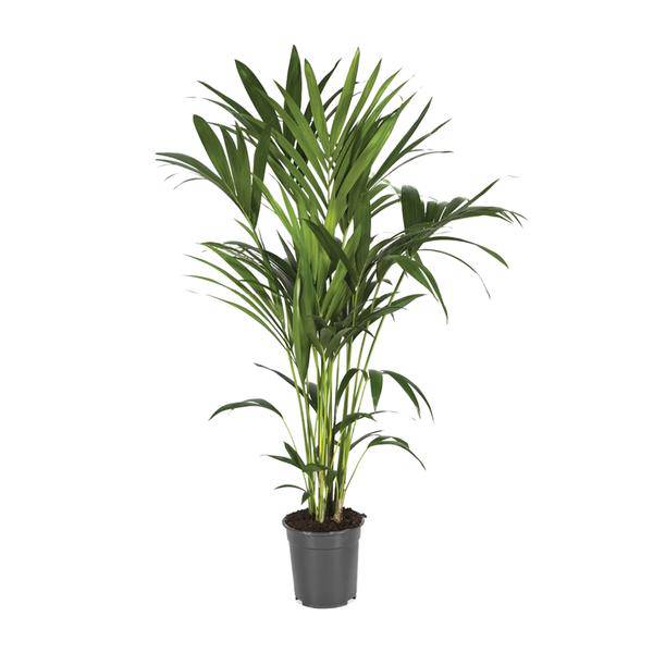 Kentiapalme – Howea Forsteriana – Zimmerpflanze – Ø21cm – ↕120cm – Elegante & pflegeleichte Grünpflanze – Tropische Palme für Wohnzimmer & Büro