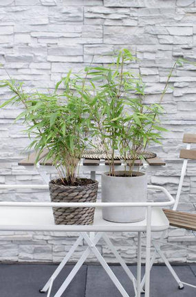 Schirmbambus Fargesia rufa – 4 Pflanzen – ca. 40cm hoch Ø14cm – Kompakter, horstbildender Bambus – Winterhart & pflegeleicht – Für Garten, Balkon & Teichrand