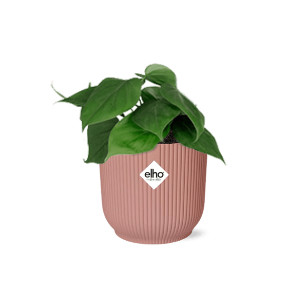 Philodendron Scandens – Baumfreund – Zimmerpflanze inkl. Ziertopf Vibes Fold Rosa Ø14cm – Herzförmige Blätter – Pflegeleicht & luftreinigend – Für Wohnzimmer & Büro
