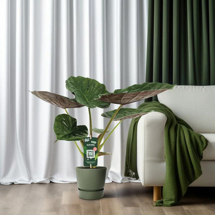 Alocasia Wentii – Elefantenohr – Ø19cm x H70cm – Tropische Zimmerpflanze mit pfeilförmigem Laub – Pflegeleicht & luftreinigend – Für Halbschatten