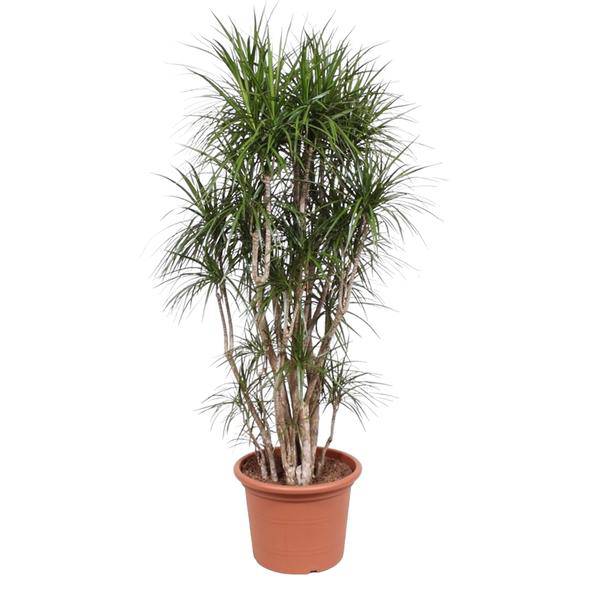 Drachenbaum Dracaena Marginata – 220cm hoch – Ø40cm – Exotische Zimmerpflanze mit grünen Blättern & roten Rändern – Pflegeleicht & robust – Für Wohnzimmer, Büro & Innenräume
