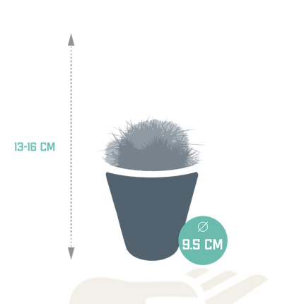 Kaktus Bolcactus Mix – 3 Pflanzen – Ø8,5cm Zimmerpflanzen im weißen Topf – Verschiedene Kugelkakteen – Pflegeleichte Mini-Kakteen für Fensterbank, Büro & Wohnzimmer