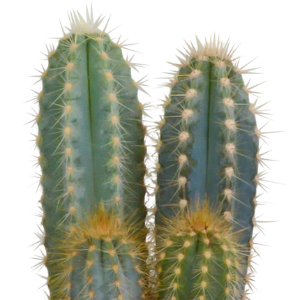 Kaktus Mix – 3 Pflanzen – Ø10,5cm Zimmerpflanzen im weißen Übertopf – Verschiedene Kakteen im dekorativen Glasgefäß – Pflegeleichte Sukkulenten für Fensterbank, Büro & Wohnzimmer