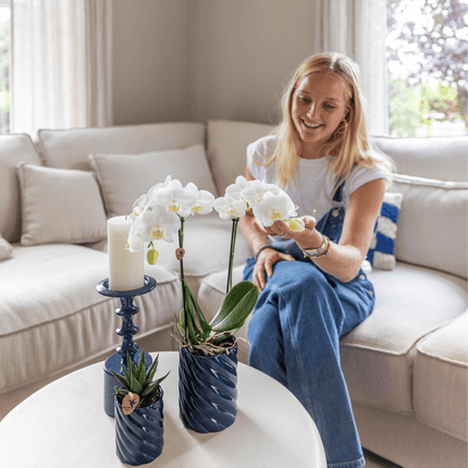 Amabilis Orchidee Weiß & Sukkulente Haworthia – Zimmerpflanzen Set – Candy Dekotöpfe Blau Ø9cm & Ø6cm – Pflanzenset für Wohnzimmer & Geschenkidee