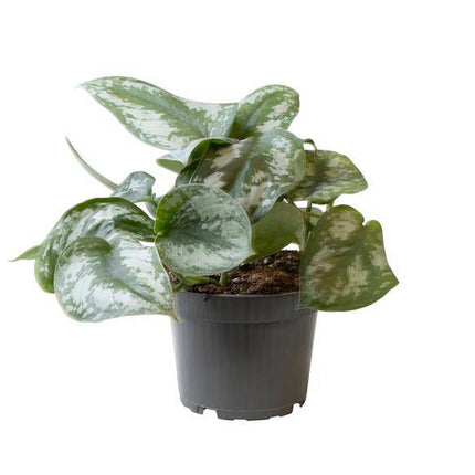 Philodendron Scandens Pictus Trebie – Baumfreund – Ø12cm – ↕22cm – Pflegeleichte Hänge – & Kletterpflanze – Exotisches Blattmuster für Innenräume