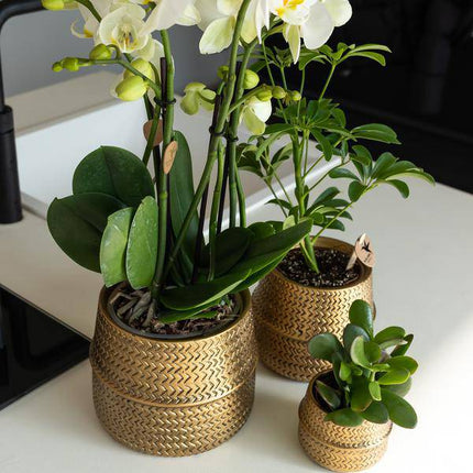 Blumentopf Groove – Gold – Ø9cm – Runder Keramik-Ziertopf mit Rillenstruktur – Mattes Finish – Dekotopf für Orchideen & Grünpflanzen – Für Wohnzimmer & Büro
