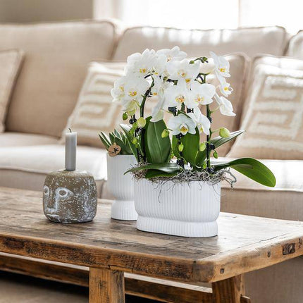 Übertopf Diabolo Weiß – Ø6cm – Mini – Blumentopf mit eleganter Form – Keramiktopf für kleine Zimmerpflanzen & Sukkulenten