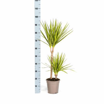 Dracaena Marginata Sunray Drachenbaum – Zimmerpflanze Ø19cm – ca. 80-100cm hoch – Tropischer Akzent mit grünen und gelben Blättern