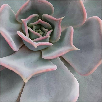 Sukkulente – Echeveria lilacina ROOTLESS – Ø20cm Deko-Tischstandard Schwarz – Zimmerpflanze ohne Wurzeln – Pflegeleichte Schnitt-Sukkulente als Tisch- & Eventdeko