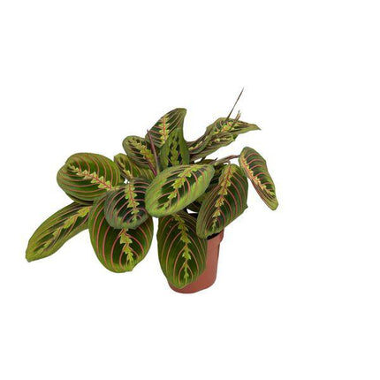 Maranta Fascinator – Pfeilwurz – Zimmerpflanze – Ø12cm – ↕30cm Höhe – Pflegeleicht – Bewegliche Blätter – Halbschatten – Tropische Grünpflanze