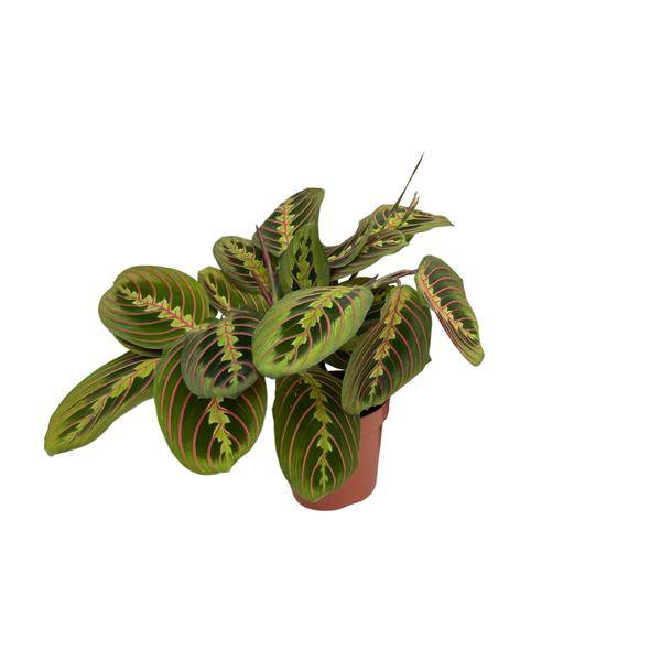 Maranta Fascinator – Pfeilwurz – Zimmerpflanze – Ø12cm – ↕30cm Höhe – Pflegeleicht – Bewegliche Blätter – Halbschatten – Tropische Grünpflanze