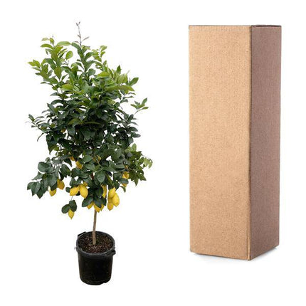Orangenbaum – Citrus Calamondin – Zitruspflanze 200cm – Ø40cm – Immergrüne Kübelpflanze mit duftenden Blüten & Früchten – Mediterraner Zitronenbaum für Garten, Terrasse & Wintergarten