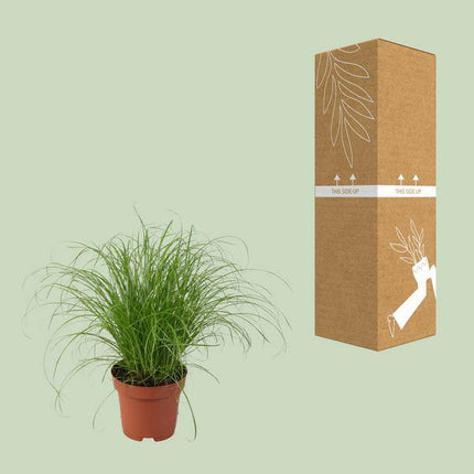 Wechselblättriges Zyperngras – Cyperus Alternifolius Zumula – Schirmgras – Zimmerpflanze – Ø12cm – ↕28cm – pflegeleicht & luftreinigend