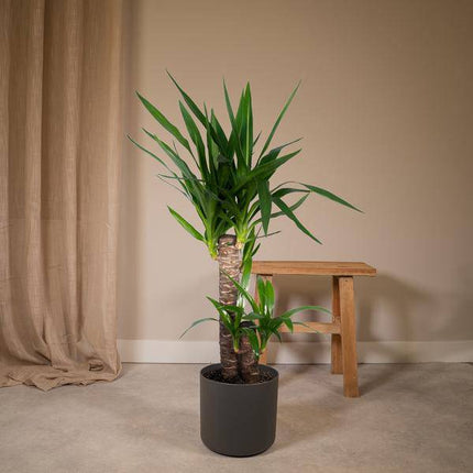 Palmlilie Yucca Elephantipes Zimmerpflanze Ø17cm ↕85cm – pflegeleichte Grünpflanze für Wohnzimmer, Büro & helle Standorte kaufen