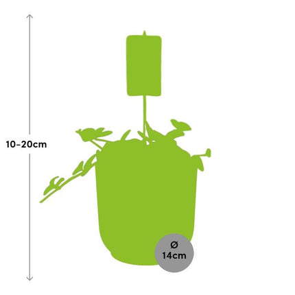 Zwergpfeffer – Peperomia Hope – pflegeleichte Zimmerpflanze – dekorativer Topf Vibes Fold 14cm Rosa – kompakte Grünpflanze für Innenräume