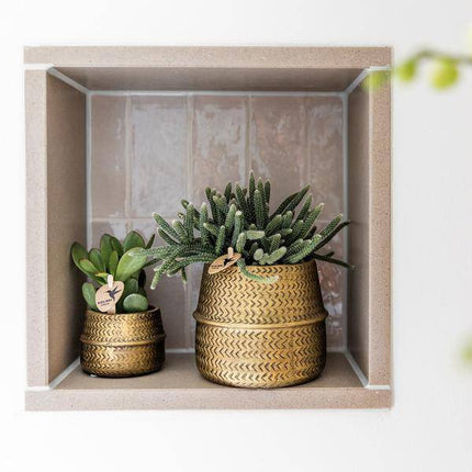 Pflanzenset mit 3 Sukkulenten – Inkl. Keramik-Ziertöpfe – Ø9 cm Topf – Pflegeleichtes Mini-Set für Fensterbank, Schreibtisch & Regal – Stilvolle Dekopflanzen für Zuhause & Büro