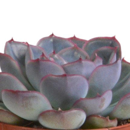 Echeveria Mix – Steinrose 3 Pflanzen – Ø8,5cm Zimmerpflanzen im Terrakotta – Topf – Verschiedene farbige Sukkulenten – Pflegeleichte Mini
