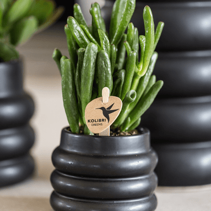 Crassula Hobbit Zimmerpflanze Ø6cm – pflegeleichte Sukkulente für Wohnzimmer, Büro & helle Standorte kaufen