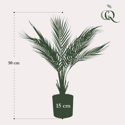 Kunstpflanze Chamaedorea Elegans – Bergpalme – 50cm – künstliche Mini – Palme mit naturgetreuen Fiederblättern – pflegefrei