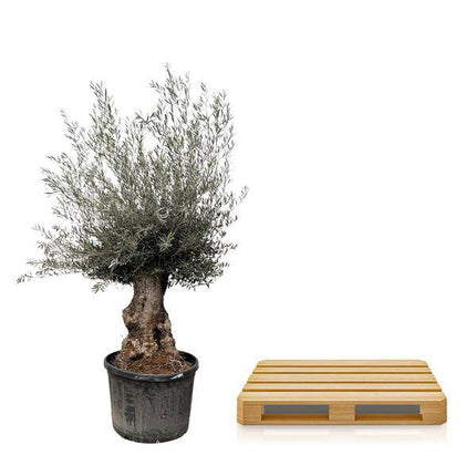 Olivenbaum – Olea Europaea Bonsai – 225cm – Ø80cm – Mediterrane Pflanze mit gedrehtem Stamm – Echter Olivenbonsai für Garten, Terrasse & Innenbereich