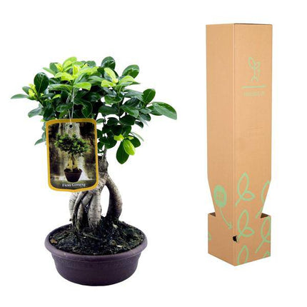 Ficus Microcarpa Ginseng – Chinesische Feige – Zimmerpflanze ↕30cm – Ø17cm – Bonsai-ähnliche Pflanze mit verdrehten Wurzeln & kompakter Krone – Elegante Deko für Wohnzimmer & Büro