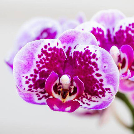 Phalaenopsis Orchidee Rosa Lilac Diamond-Linie – Zimmerpflanze – Ø9cm – Einzigartige Muster