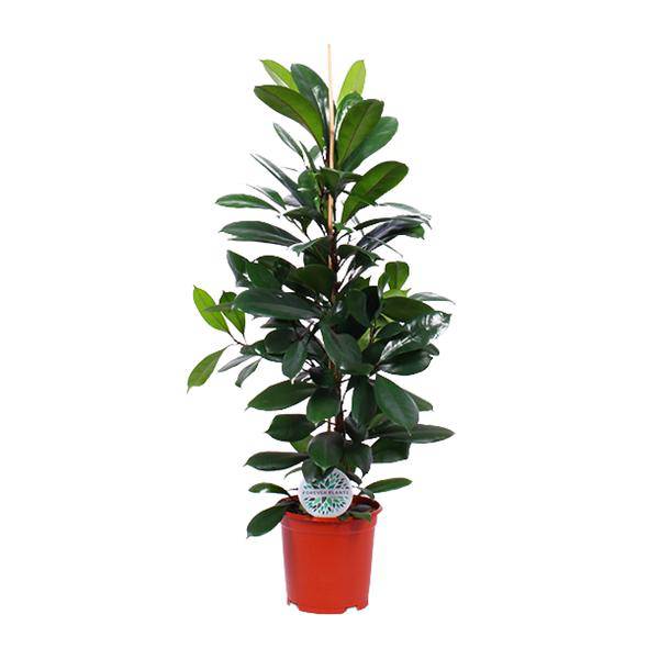 Gummibaum Ficus Cyathistipula – Zimmerpflanze Ø21cm – ca. 105cm hoch – pflegeleichte tropische Pflanze für Wohnzimmer, Büro & Innenraumbegrünung