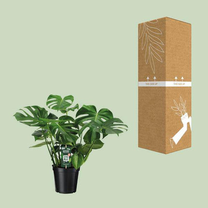 Monstera Deliciosa – Köstliches Fensterblatt – Zimmerpflanze – Ø21cm ↕65cm – Tropisches Flair – Pflegeleicht – Luftreinigend – Indoor Grünpflanze