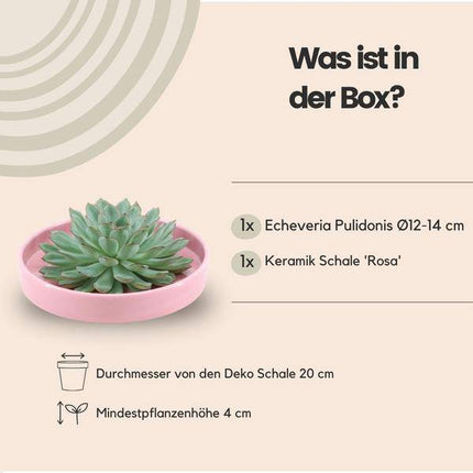 Sukkulente – Echeveria pulidonis ROOTLESS – Ø20cm Schale Rosa – Zimmerpflanze ohne Wurzeln – Pflegeleichte Schnitt-Sukkulente als Tischdeko & Geschenk