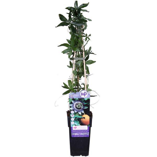 Passionsblume Blau – Passiflora caerulea – Ø15cm – ca. 65cm hoch – Winterharte Kletterpflanze mit exotischen Blüten – Für Pergola, Zaun & Rankgitter