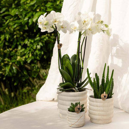 Dekotopf Marmor – Hell – Ø9cm – Keramik Blumentopf in Marmoroptik – Zeitloses Design – Für Zimmerpflanzen, Orchideen & Sukkulenten