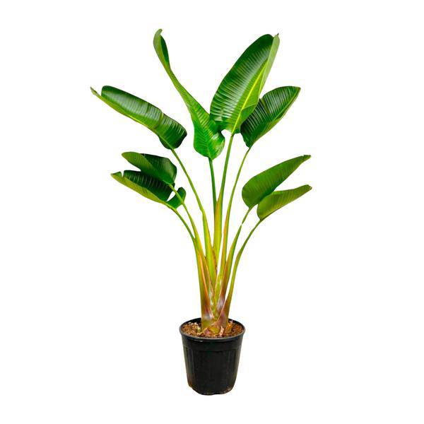 Baum-Strelitzie – Strelitzia Augusta – ca. 160cm hoch – Ø24cm – Exotische Zimmerpflanze mit großen Blättern – Weißer Paradiesvogel mit eleganter Fächerform – Tropische Grünpflanze für Wohnzimmer & Büro