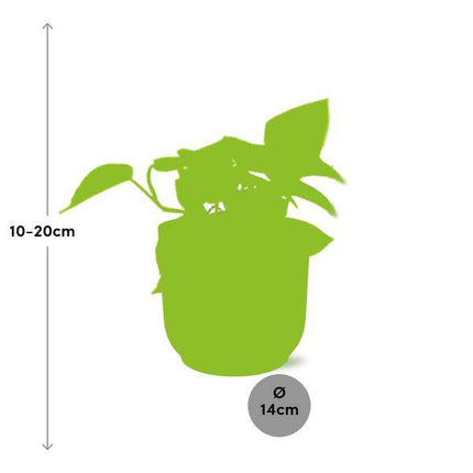 Efeutute Epipremnum Pinnatum Golden Pothos – Zimmerpflanze im dekorativen Topf Vibes Fold 14cm Rosa – pflegeleichte Rankpflanze mit luftreinigenden Eigenschaften