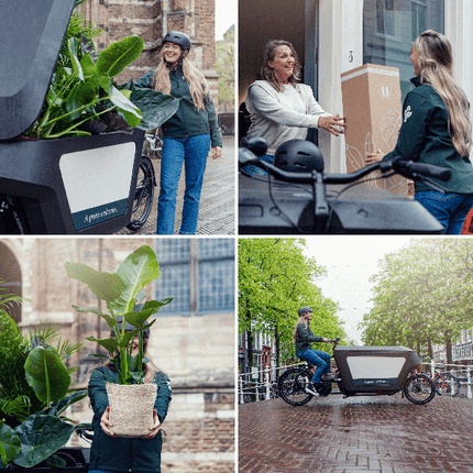 Sansevieria im Glaszylinder – Ø12cm – ↕30cm – Pflegeleichte Zimmerpflanze im dekorativen Glasgefäß – Luftreinigend & robust