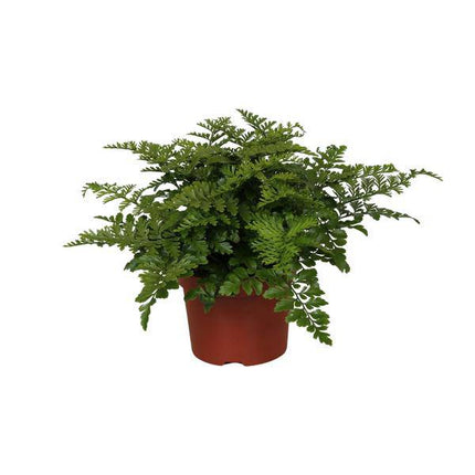 Nestfarn – Asplenium Parvati – Zimmerpflanze – Ø12cm – ↕25cm – dekorativer Farn mit eleganten Wedeln – pflegeleichte Grünpflanze für Innenräume