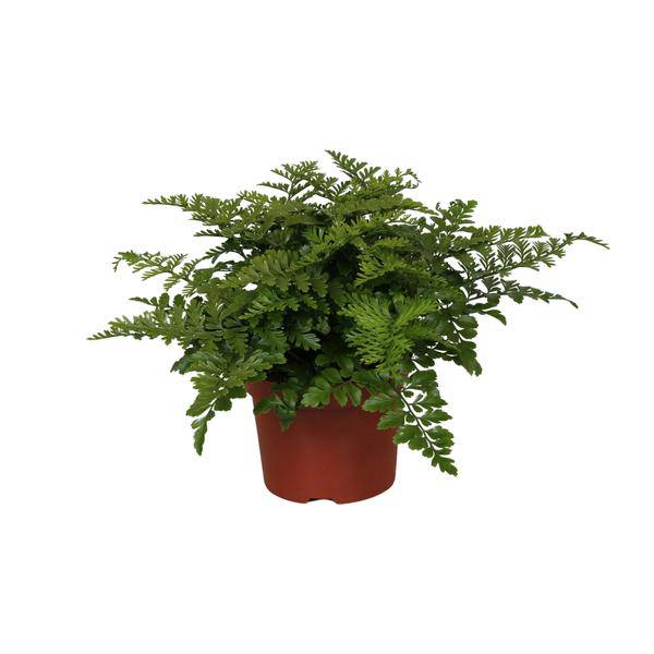 Nestfarn – Asplenium Parvati – Zimmerpflanze – Ø12cm – ↕25cm – dekorativer Farn mit eleganten Wedeln – pflegeleichte Grünpflanze für Innenräume