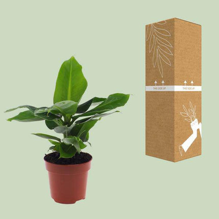 Bananenbaum Musa 'Oriental Dwarf' – Zwergbanane – Zimmerpflanze – Ø12cm – 35cm Höhe – tropisch & pflegeleicht