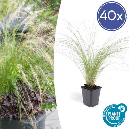 Stipa tenuissima 'Pferdeschwänze' – 40 Pflanzen – Federgras – Ziergras – Luftig & Graziles Gras – Blüht Mai–September – Sonniger Standort