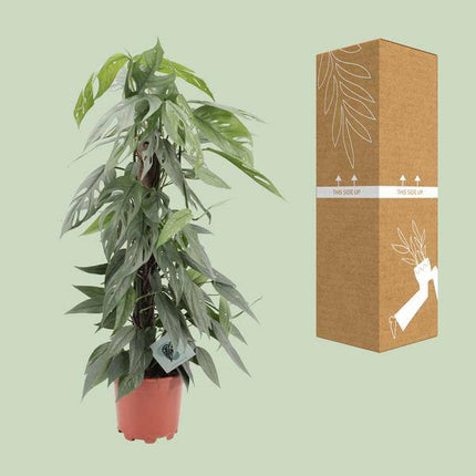 Efeutute Epipremnum Cebu Blue – Ø17cm – ↕65cm – Seltene Rankpflanze mit blaugrünem Blattwerk – Pflegeleichte & luftreinigende Zimmerpflanze für Wohnzimmer & Büro