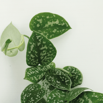 Efeutute Scindapsus Pictus Epipremnum Zimmerpflanze Ø12cm ↕15cm – pflegeleichte Grünpflanze für Wohnzimmer, Büro & helle Standorte kaufen
