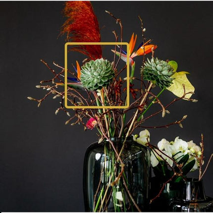 Sukkulente – Echeveria pulidonis ROOTLESS – Ø12–14cm – Zimmerpflanze ohne Wurzeln – Pflegeleichte Schnitt-Sukkulente als Tischdeko & Geschenkidee