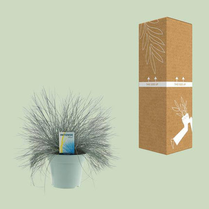 Blauschwingel – Festuca Glauca Intense Blue – Ziergras Ø17cm – Höhe ca. 35cm – winterhartes pflegeleichtes Garten- und Kübelgras mit intensiv blauem Laub