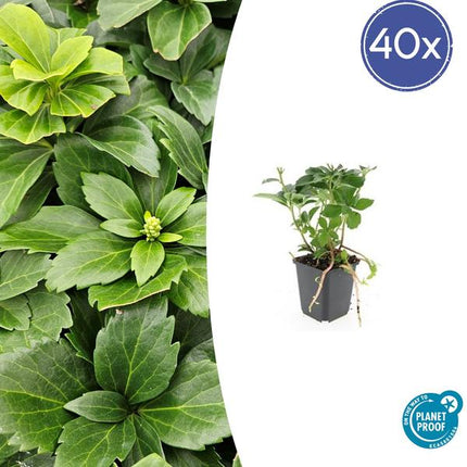 Japanischer Ysander – Pachysandra terminalis – ↕10-25cm – Ø9cm – 40 Pflanzen – Immergrün – Bodendecker – Schattengarten – Pflegeleicht