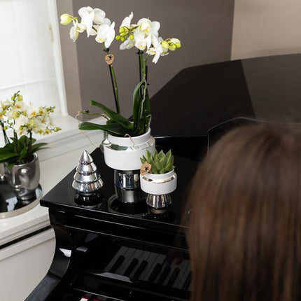 Phalaenopsis Orchidee Weiß – Amabilis – Ø9cm x H40cm – Le Chic Deko – Topf Silber – Blühende Zimmerpflanze mit 2-3 Zweigen