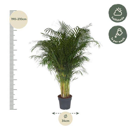 Goldfruchtpalme – Dypsis Lutescens – Areca-Palme – Zimmerpflanze – 200 cm hoch – Ø34 cm Topf – Tropisches Grün für Wohnzimmer & Büro – Luftreinigend & pflegeleicht